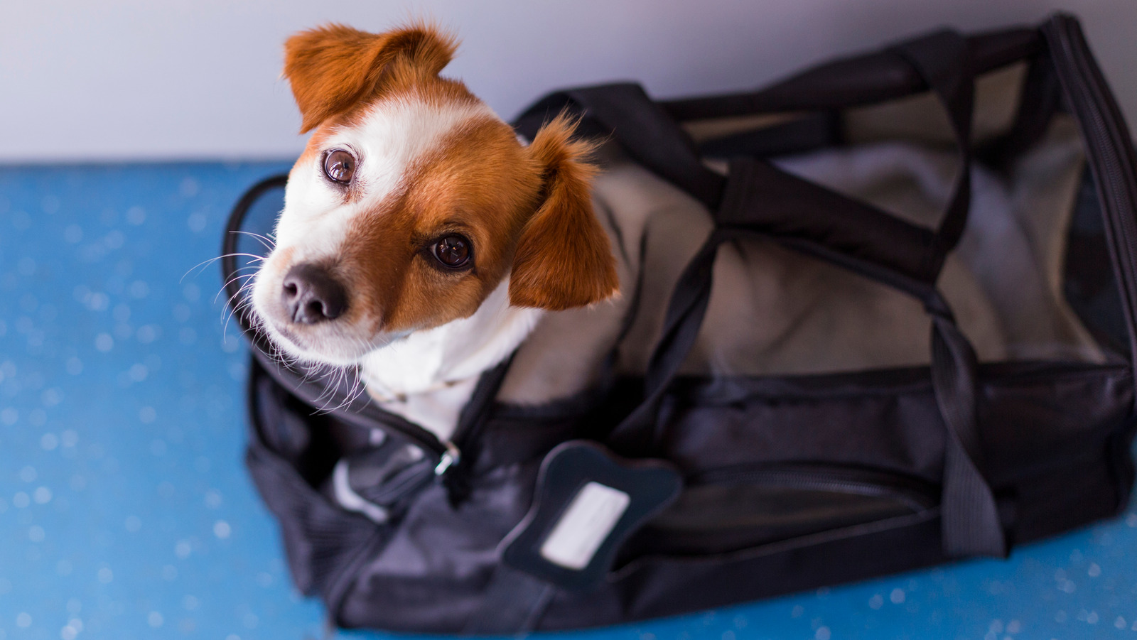 Tsa pets best sale