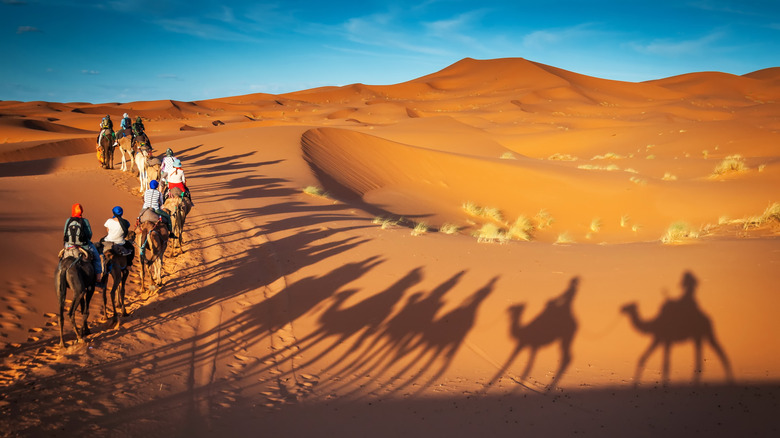 Camal caravan in Dubai safari