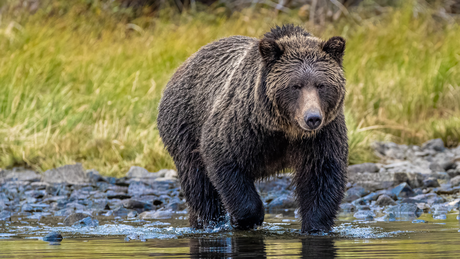 How To Pack Food Safely When Camping In Bear Country