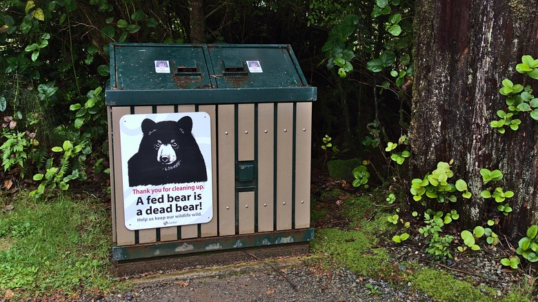 bear proof box in forest