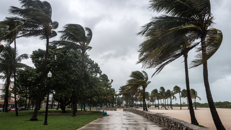 Wind blowing palm trees