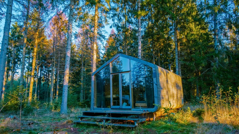 Tiny cabin surrounded by tall trees