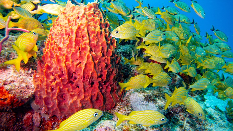 Florida Keys reef