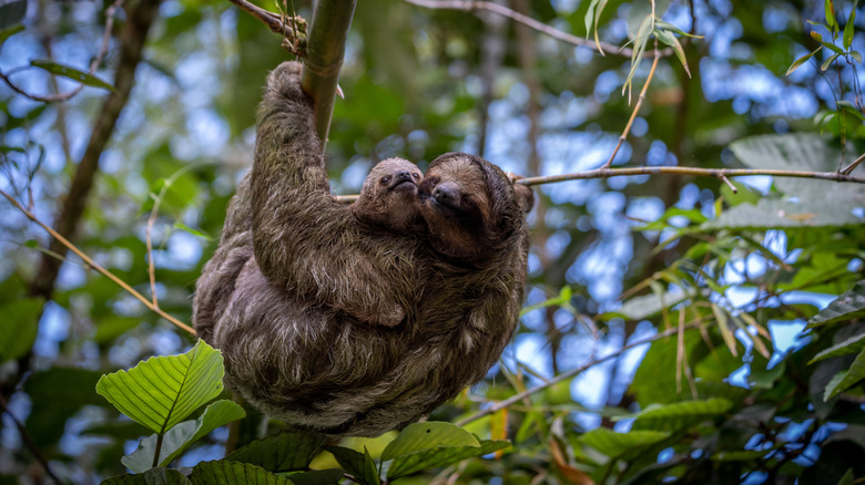 baby and mom sloth in tree