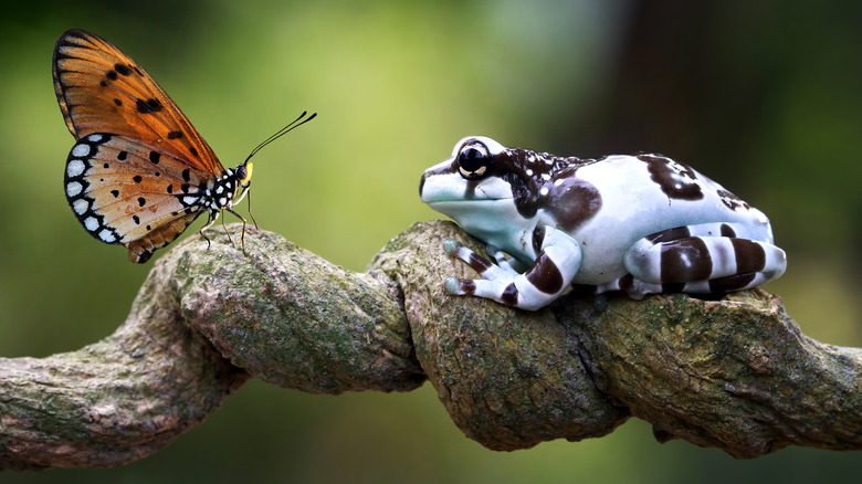 butterfly, frog on tree branch