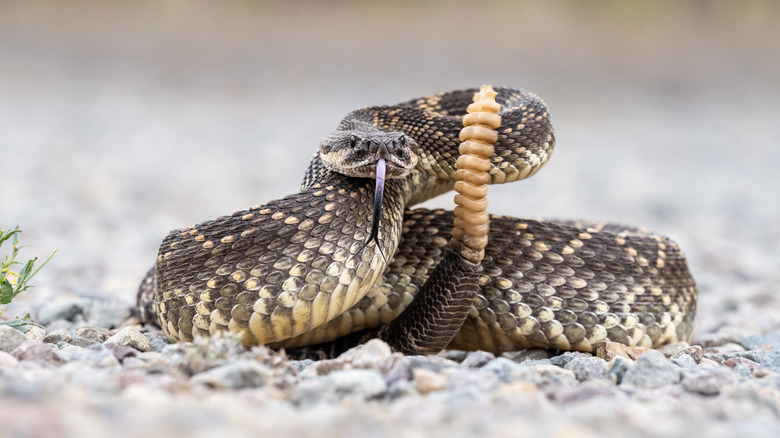 Rattlesnake coiled with rattle out