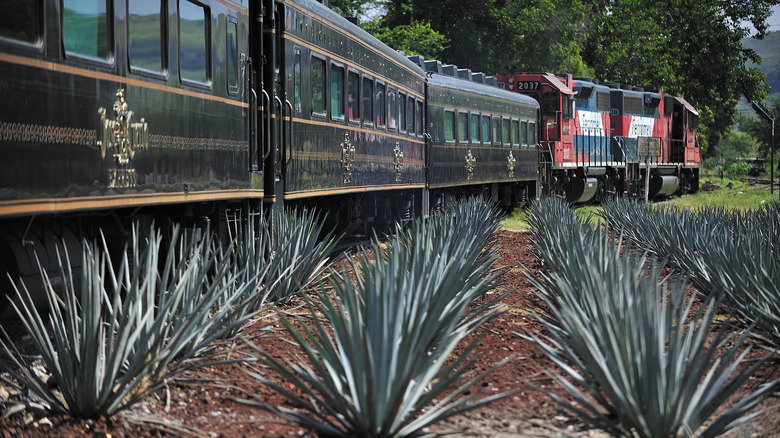 Jose Cuervo Express passing through agave fields