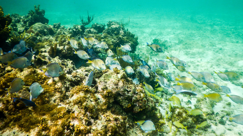 School of fish swimming by reef