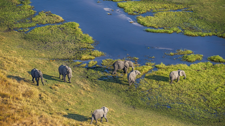 Elephants at the Okavango Delta
