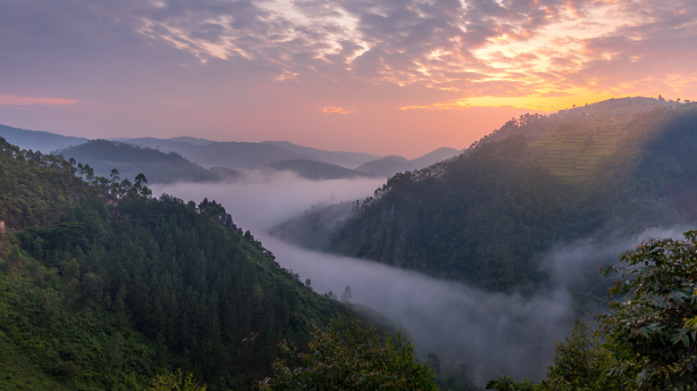 Mist in Bwindi National Park