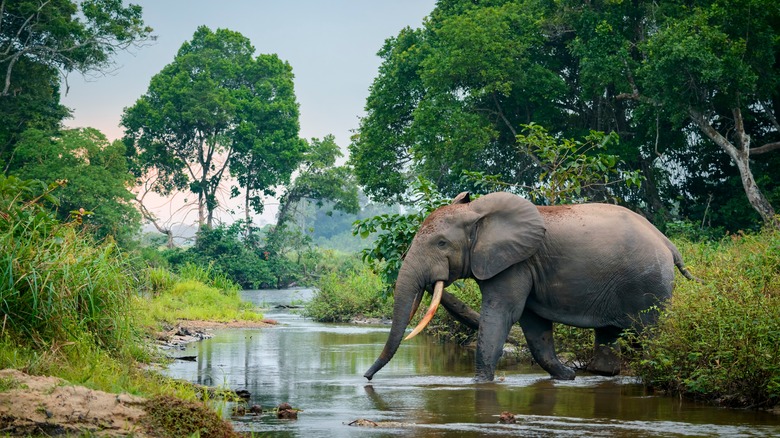 Elephant in Odzala-Kokoua National Park