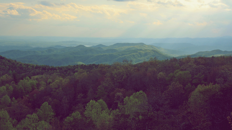 mountains covered in trees