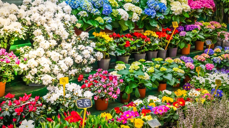 Marché Aux Fleurs Paris colorful flowers