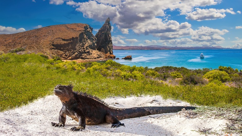 Land iguana in the Galápagos