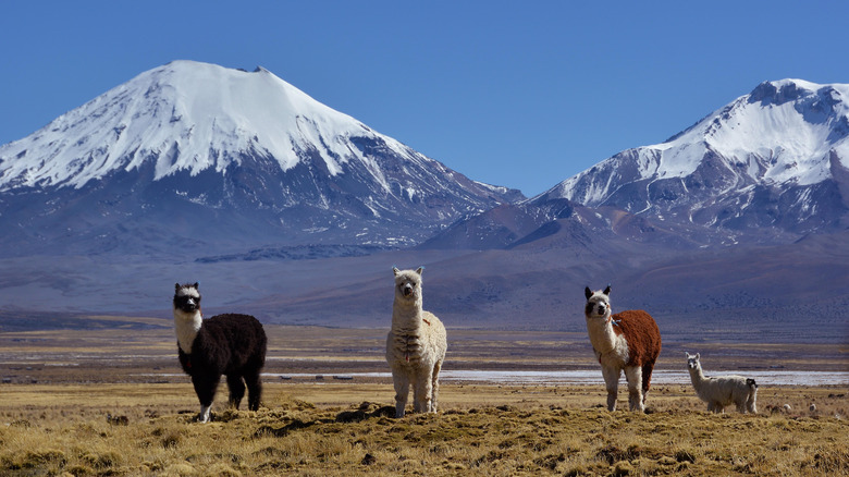 The landscape of Sajama park