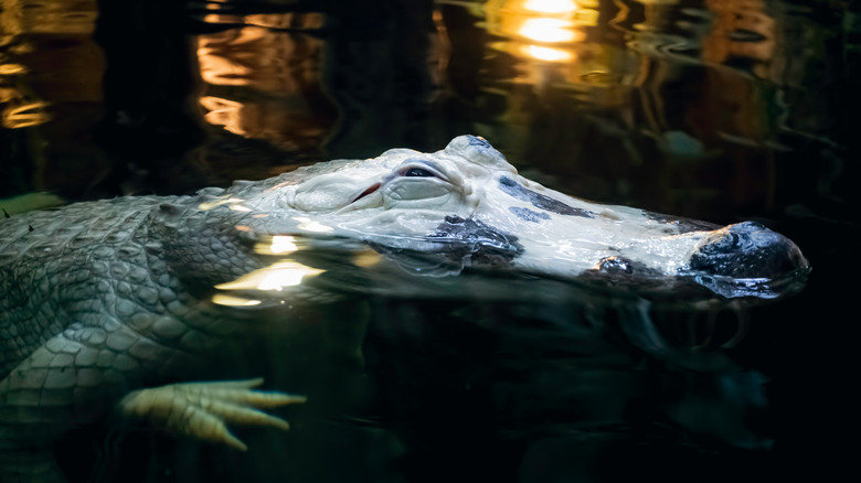 White alligator at Audubon Zoo