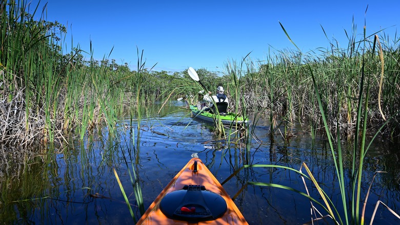 Kayaking at in Florida everglades