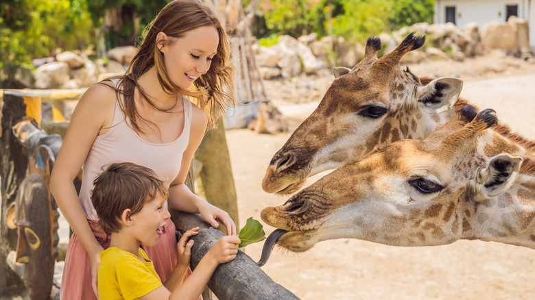 family feeding giraffes