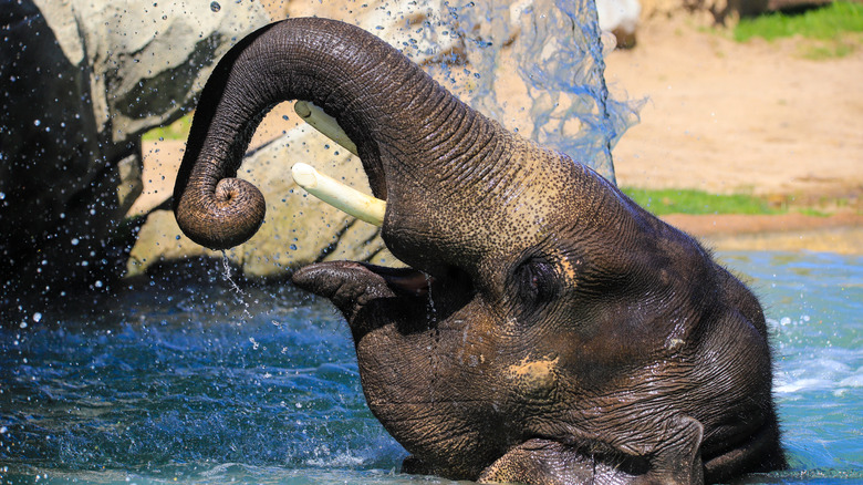 Elephant bathing at Denver Zoo