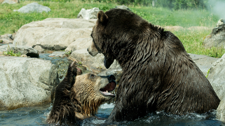 bears playing Minnesota zoo