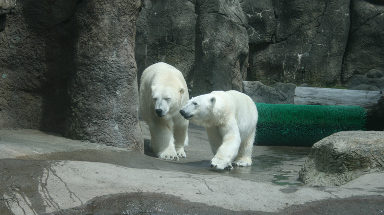 Polar bears at the Oregon Zoo
