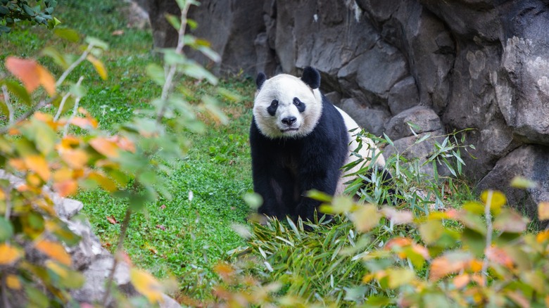 Giant panda at the zoo