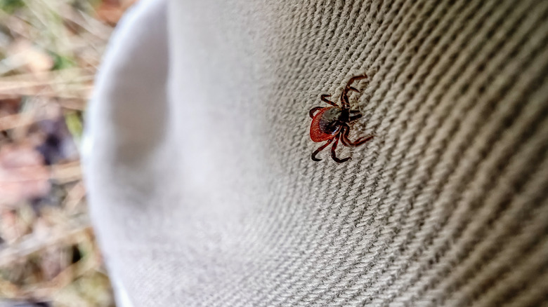 Close-up of a tick on pant leg