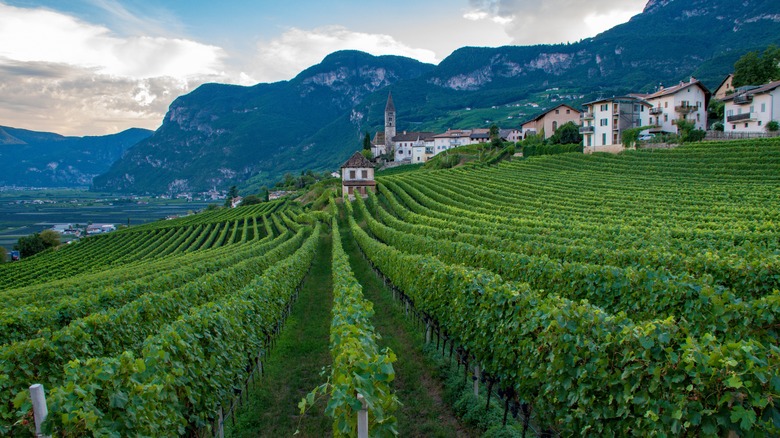 Vineyard in South Tyrol