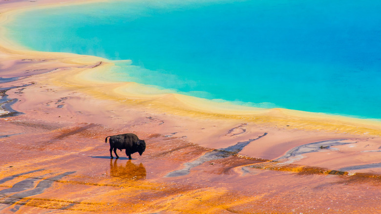 yellowstone bison near a hotspring pool 