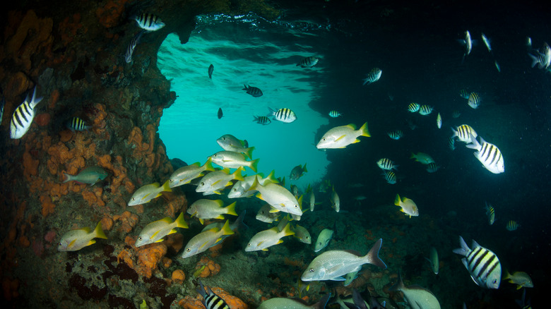 Underwater view of Thunderball Grotto