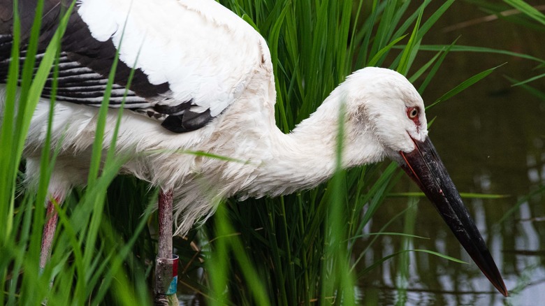 An Oriental White Storks wades through a marsh