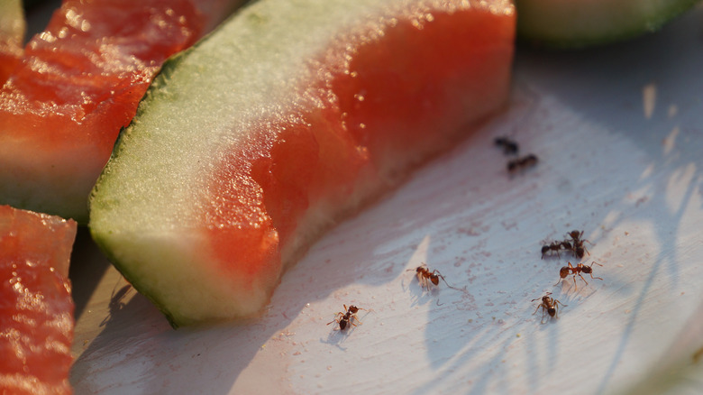 Ants near watermelon