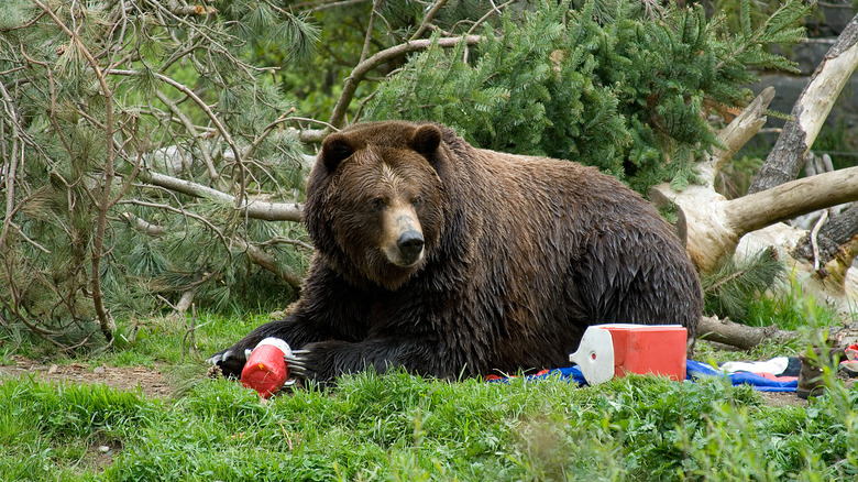 Bear surrounded by camping gear