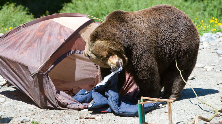 Bear trashing campsite