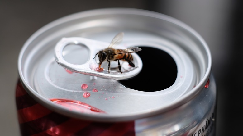 Bee from drinking soda can