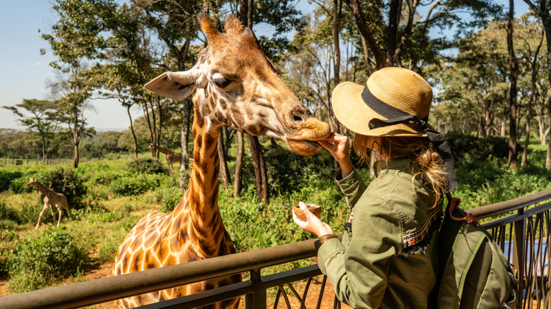 Woman in a green shirt and straw hat feeding a giraffe from a balcony.