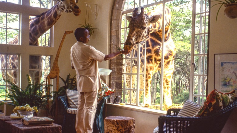 Man feeds a giraffe through a window at Giraffe Manor