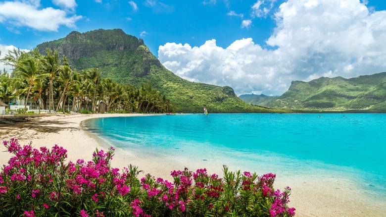 A beach surrounded by greenery