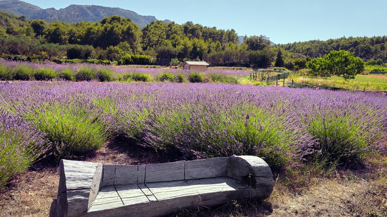 Bench in a Hvar lavender field