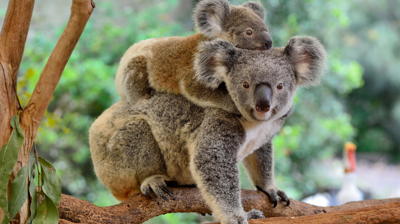 Koalas on a tree branch