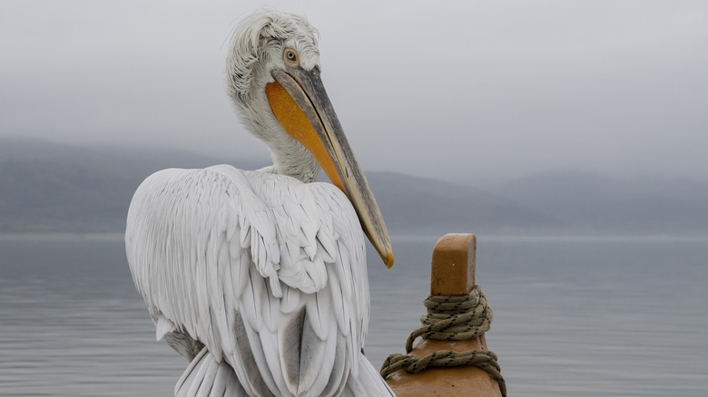 Pelican at Lake Kerkini, Serres, Macedonia, Greece