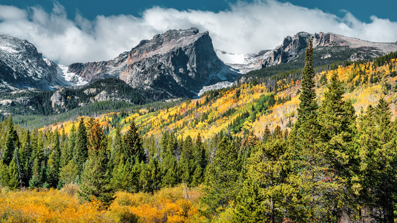 Fir and pine trees surrounded by mountains