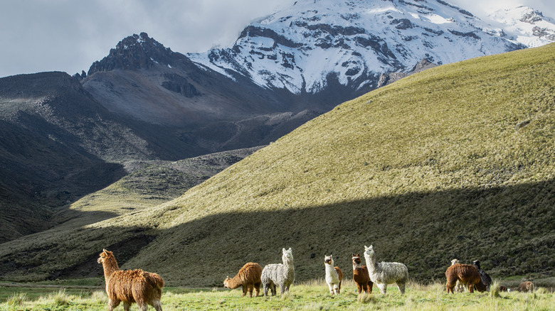 alpacas near mountain