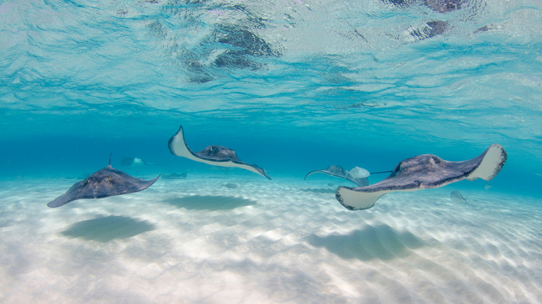 sting rays under water
