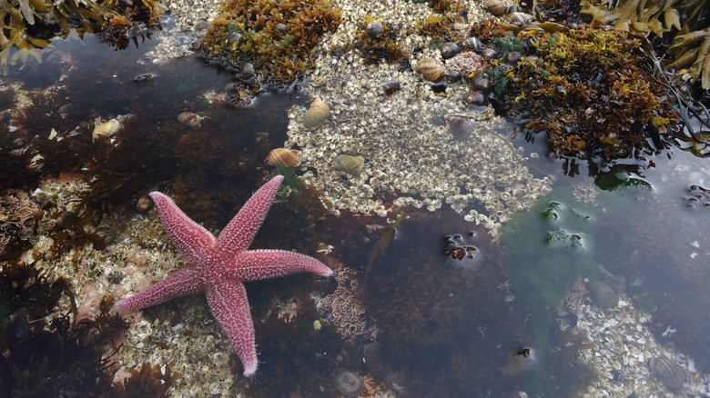 pink starfish and snails in a tide pool