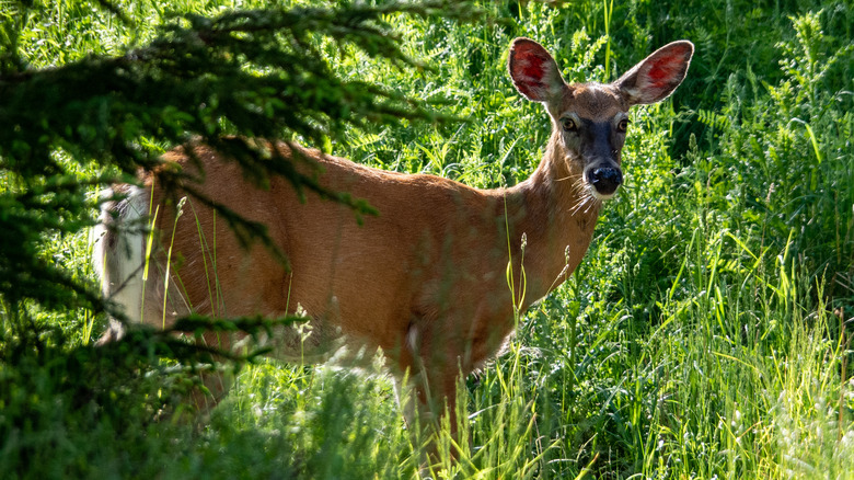 white-tailed deer among grass