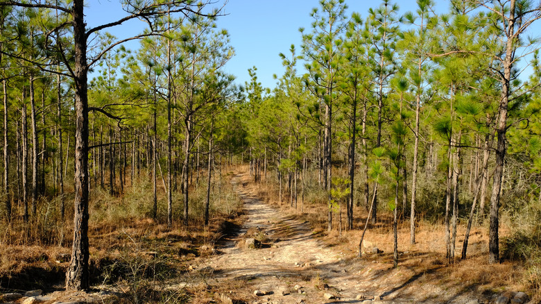 hiking trail pine forest