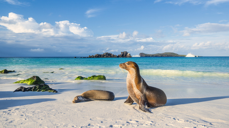 Sea lion in The Galápagos Islands