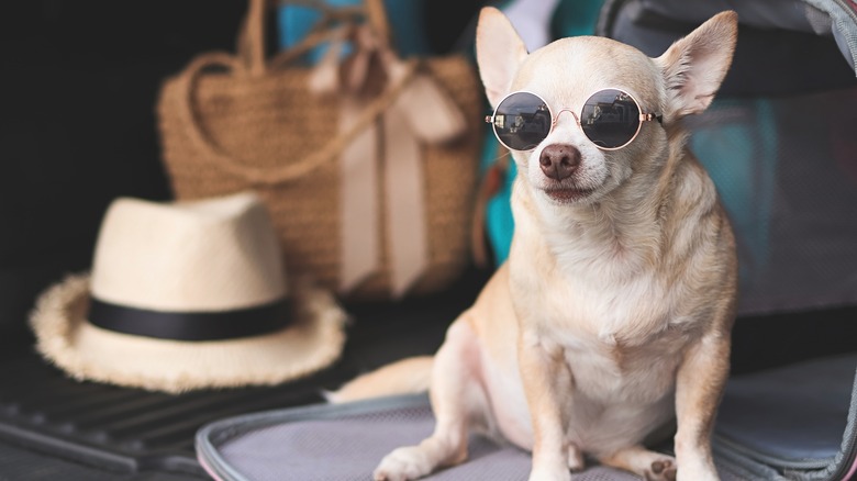 This dog is travel-ready!