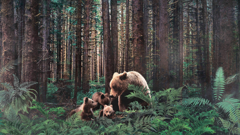 Bear family in rainforest